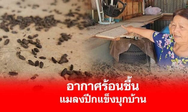 อากาศร้อนชื้นแมลงปีกแข็งบุกบ้าน ทำชาวบ้านโนนแดงไม่กล้าเอาข้าวมาสีกินหวั่นอันตราย