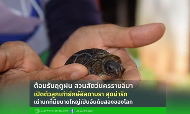 ต้อนรับฤดูฝน สวนสัตว์นครราชสีมา เปิดตัวลูกเต่ายักษ์อัลดาบรา สุดน่ารัก เต่าบกที่มีขนาดใหญ่เป็นอันดับสองของโลก