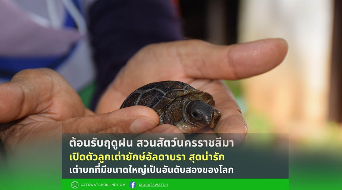ต้อนรับฤดูฝน สวนสัตว์นครราชสีมา เปิดตัวลูกเต่ายักษ์อัลดาบรา สุดน่ารัก เต่าบกที่มีขนาดใหญ่เป็นอันดับสองของโลก
