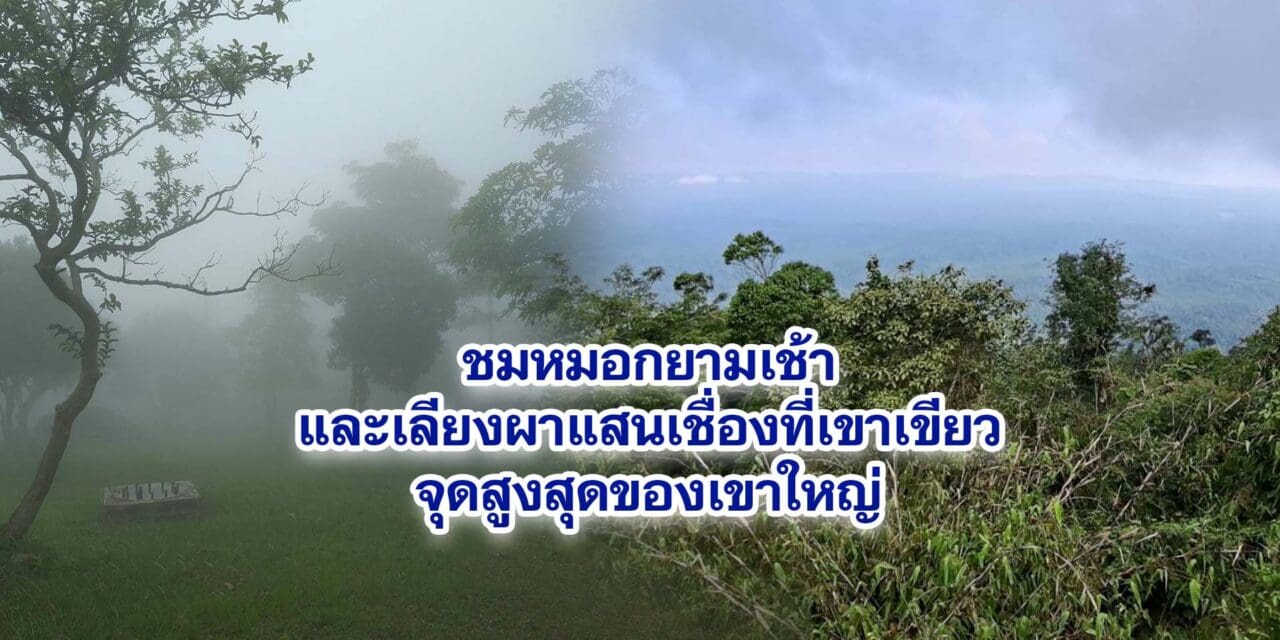 ชมหมอกยามเช้าและเลียงผาแสนเชื่องที่เขาเขียวจุดสูงสุดของเขาใหญ่