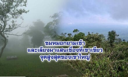 ชมหมอกยามเช้าและเลียงผาแสนเชื่องที่เขาเขียวจุดสูงสุดของเขาใหญ่