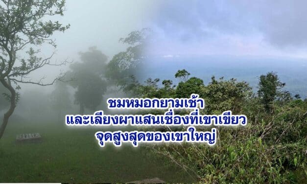 ชมหมอกยามเช้าและเลียงผาแสนเชื่องที่เขาเขียวจุดสูงสุดของเขาใหญ่
