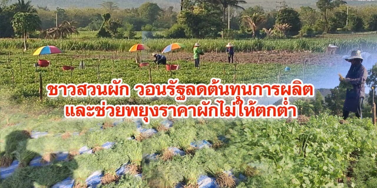 ชาวสวนผักวอนรัฐลดต้นทุนการผลิตและช่วยพยุงราคาผักไม่ให้ตกต่ำ