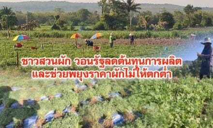 ชาวสวนผักวอนรัฐลดต้นทุนการผลิตและช่วยพยุงราคาผักไม่ให้ตกต่ำ