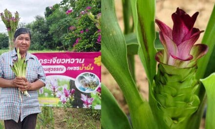 เกษตรกรโคราช รื้อไร่มันปลูกกระเจียวหวาน ผลผลิตดี ราคาปัง