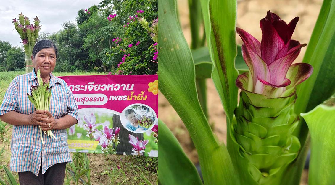 เกษตรกรโคราช รื้อไร่มันปลูกกระเจียวหวาน ผลผลิตดี ราคาปัง