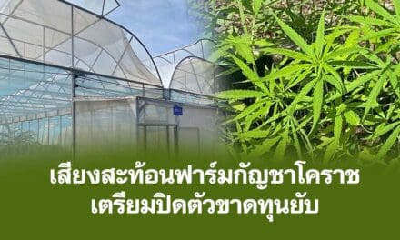 เสียงสะท้อนฟาร์มกัญชาโคราช เตรียมปิดตัวขาดทุนยับ