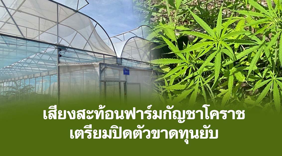 เสียงสะท้อนฟาร์มกัญชาโคราช เตรียมปิดตัวขาดทุนยับ