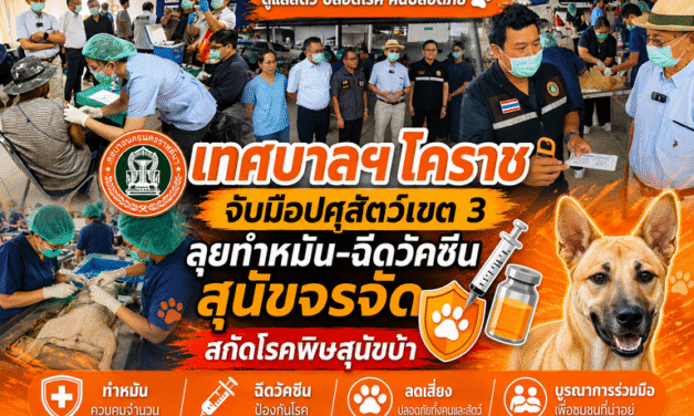 เทศบาลฯ โคราช จับมือปศุสัตว์เขต 3 ลุยทำหมัน-ฉีดวัคซีนสุนัขจรจัด สกัดโรคพิษสุนัขบ้า
