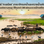 ทะเลน้อย…มหัศจรรย์แห่งพื้นที่ชุ่มน้ำ และอาณาจักรนกน้ำกับควายน้ำแห่งพัทลุง