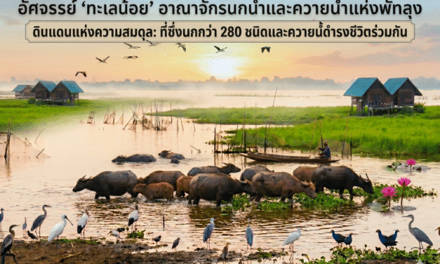 ทะเลน้อย…มหัศจรรย์แห่งพื้นที่ชุ่มน้ำ และอาณาจักรนกน้ำกับควายน้ำแห่งพัทลุง