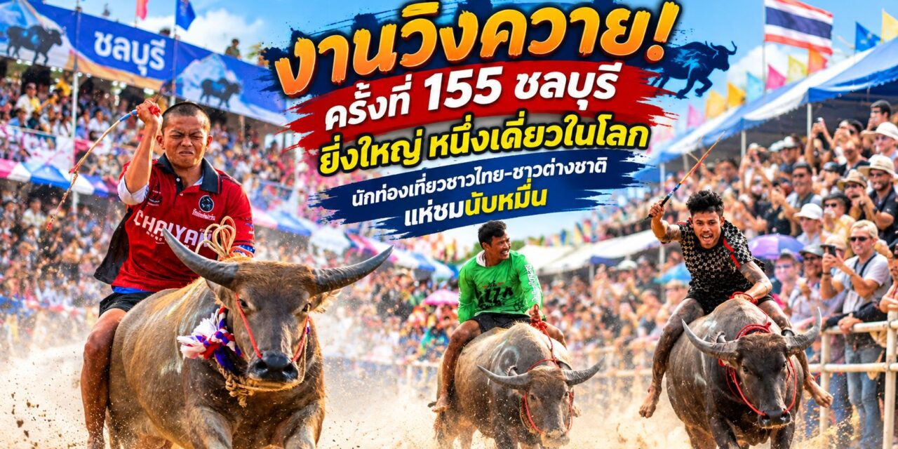 งานวิ่งควาย!ครั้งที่ 155 ชลบุรี ยิ่งใหญ่ หนึ่งเดี่ยวในโลก นักท่องเที่ยวชาวไทย-ชาวต่างชาติแห่ชมนับหมื่น