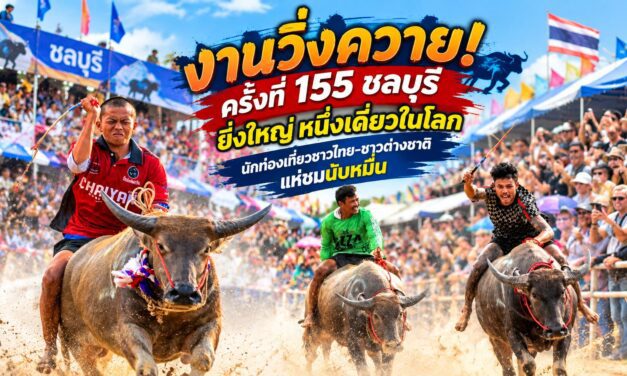 งานวิ่งควาย!ครั้งที่ 155 ชลบุรี ยิ่งใหญ่ หนึ่งเดี่ยวในโลก นักท่องเที่ยวชาวไทย-ชาวต่างชาติแห่ชมนับหมื่น